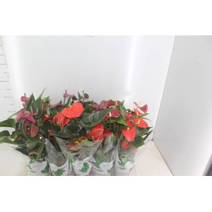 ANTHURIUM VARIADO P12