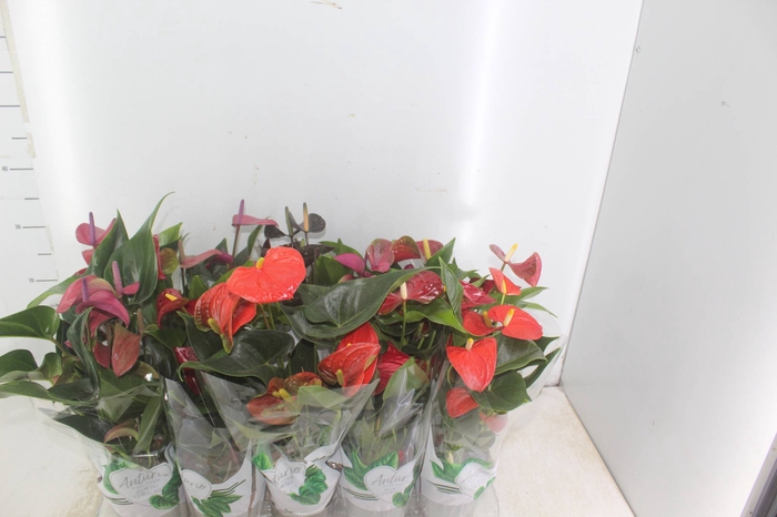 <h4>ANTHURIUM VARIADO P12</h4>