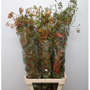 Rosa Corallo Green Orange
