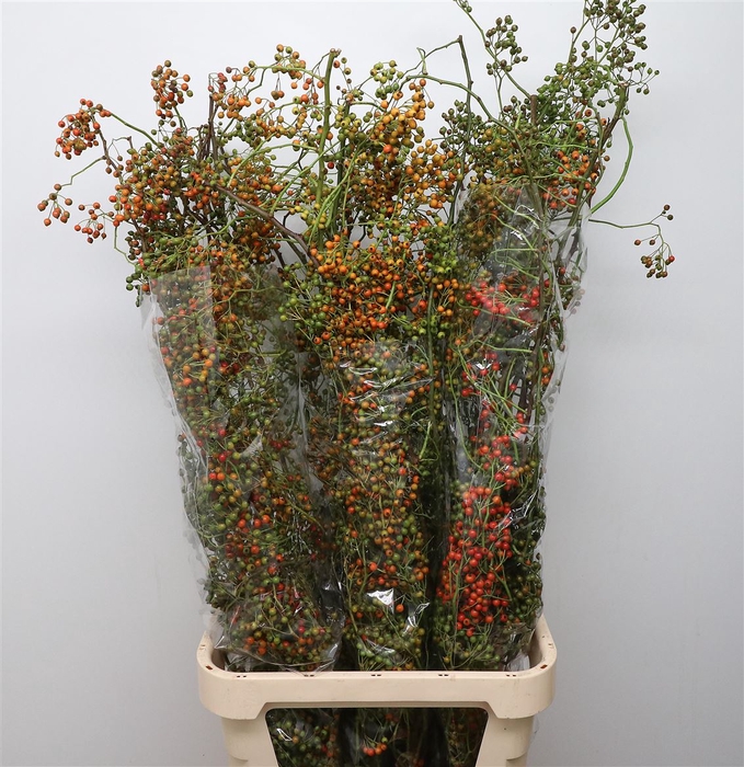 <h4>Rosa Corallo Green Orange</h4>