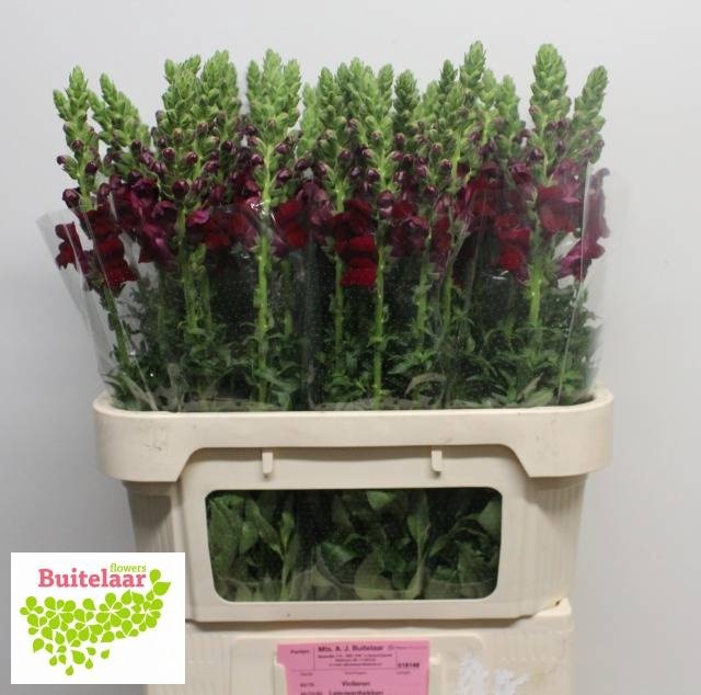 <h4>Antir Potomac Red Buitelaar</h4>