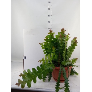 Epiphyllum anguliger