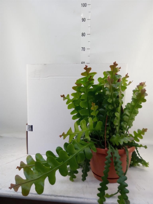 <h4>Epiphyllum anguliger</h4>