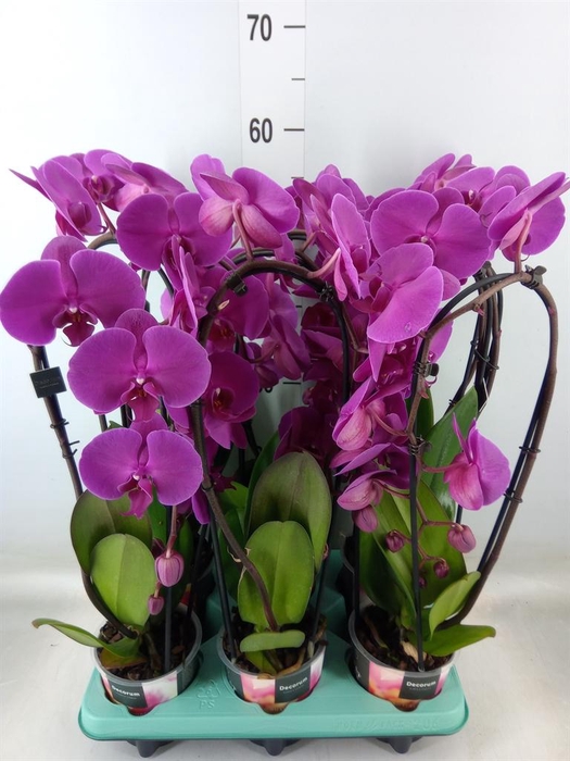 <h4>Phalaenopsis   ...</h4>