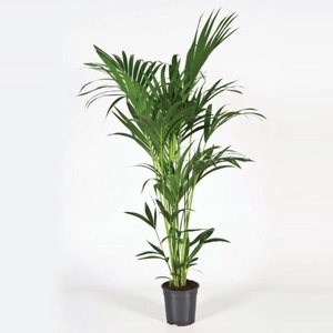 Howea forsteriana 170cm (Kentia)