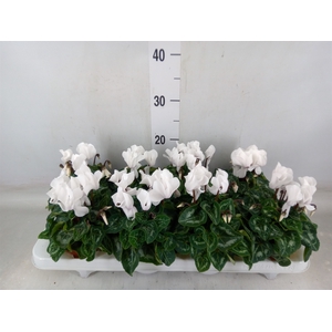 Cyclamen MD 'Allure'