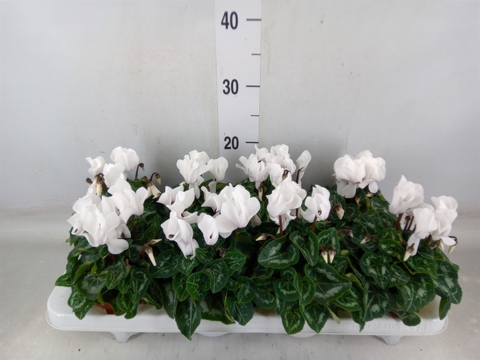 <h4>Cyclamen MD 'Allure'</h4>