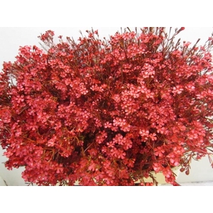 Chame Ofir Bordeaux