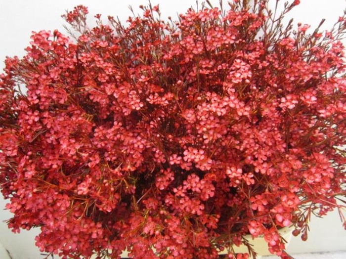 <h4>Chame Ofir Bordeaux</h4>