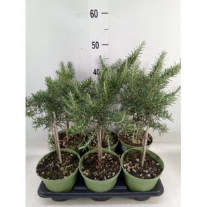 Rosmarinus officinalis 'Prostratus'