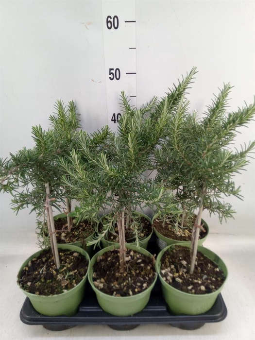 <h4>Rosmarinus officinalis 'Prostratus'</h4>