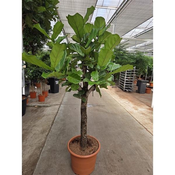 <h4>Ficus lyrata</h4>