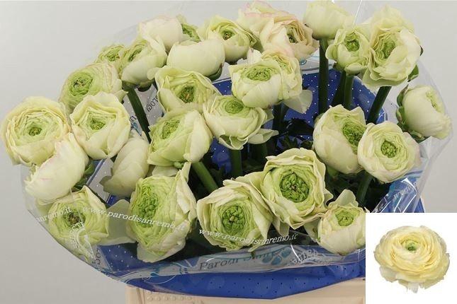 <h4>RAN SU CREME</h4>