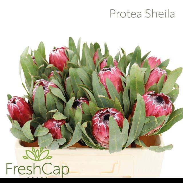 <h4>PROTEA SHEILA</h4>