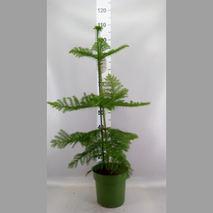 Araucaria heterophylla