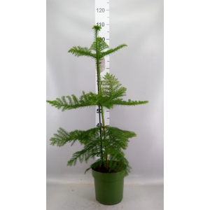 Araucaria heterophylla
