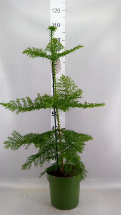 <h4>Araucaria heterophylla</h4>