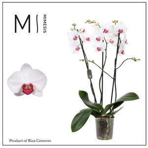 Phalaenopsis Red Eye 3 spike - 12cm | Mimesis