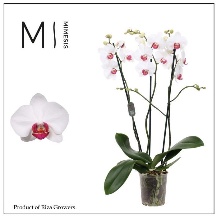 <h4>Phalaenopsis Red Eye 3 spike - 12cm | Mimesis</h4>