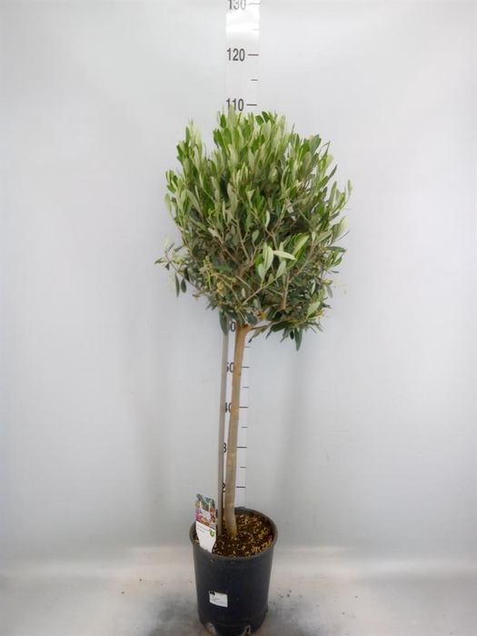 <h4>Olea europaea</h4>