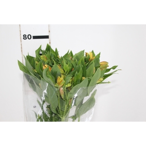 ALSTROEMERIA GYPSY 080 CM LARANJA