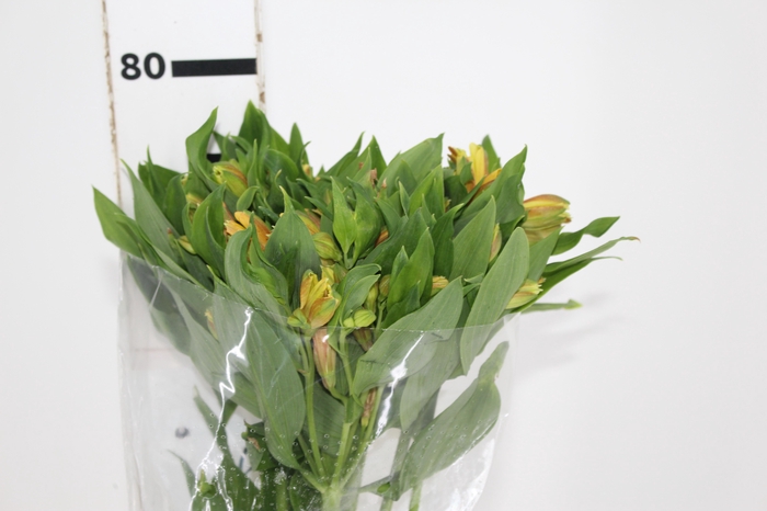 ALSTROEMERIA GYPSY 080 CM LARANJA