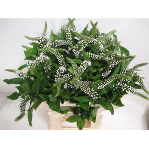 LYSIM CLETHROIDES