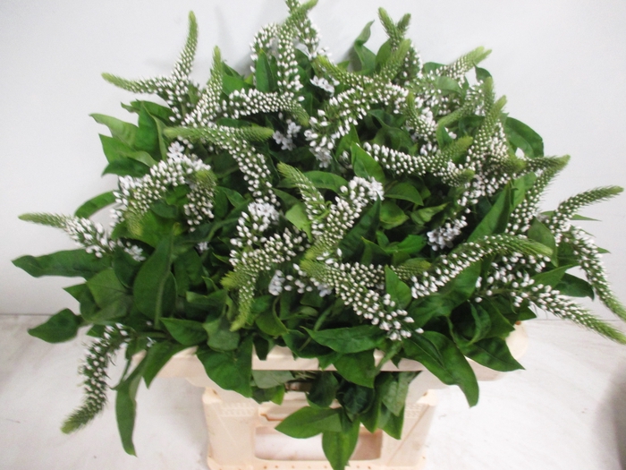 <h4>LYSIM CLETHROIDES</h4>