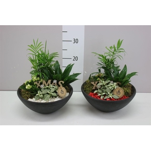 Arr 0218 Ebbi Indoor