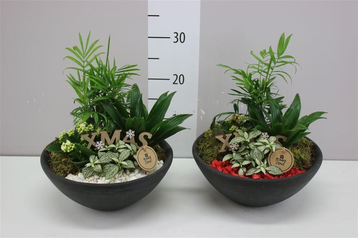 <h4>Arr 0218 Ebbi Indoor</h4>