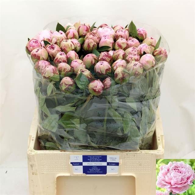 <h4>PAEONIA SARAH BERNHARDT</h4>