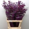 Callicarpa Extra