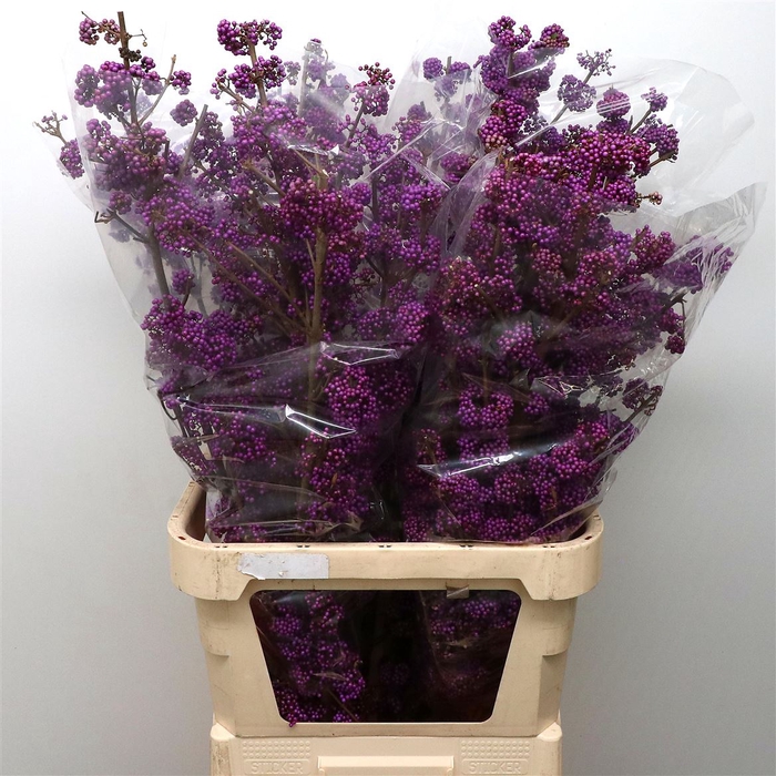 <h4>Callicarpa Extra</h4>