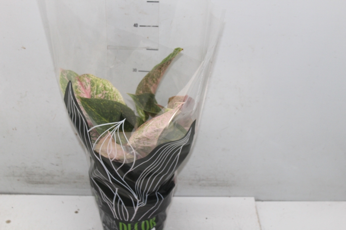 <h4>AGLAONEMA P17</h4>