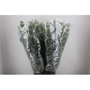 Euca Baby Blue 200gr P Bunch