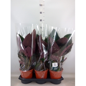 Calathea warscewiczii