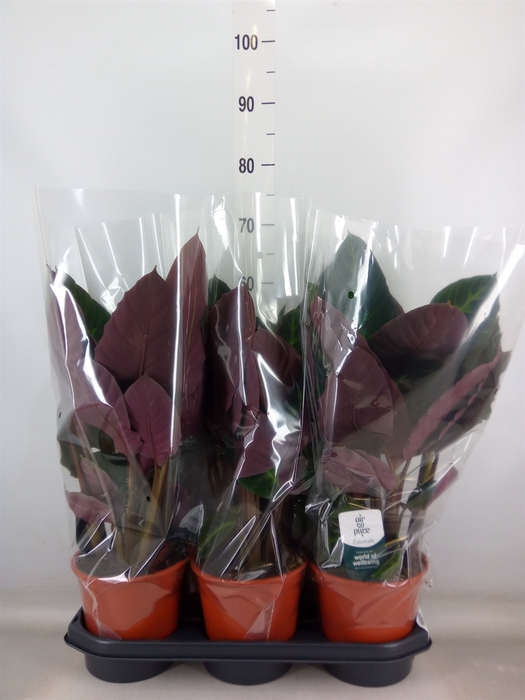 <h4>Calathea warscewiczii</h4>