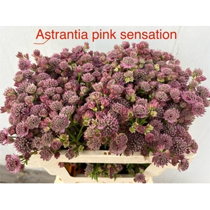 ASTR PINK SENSATION