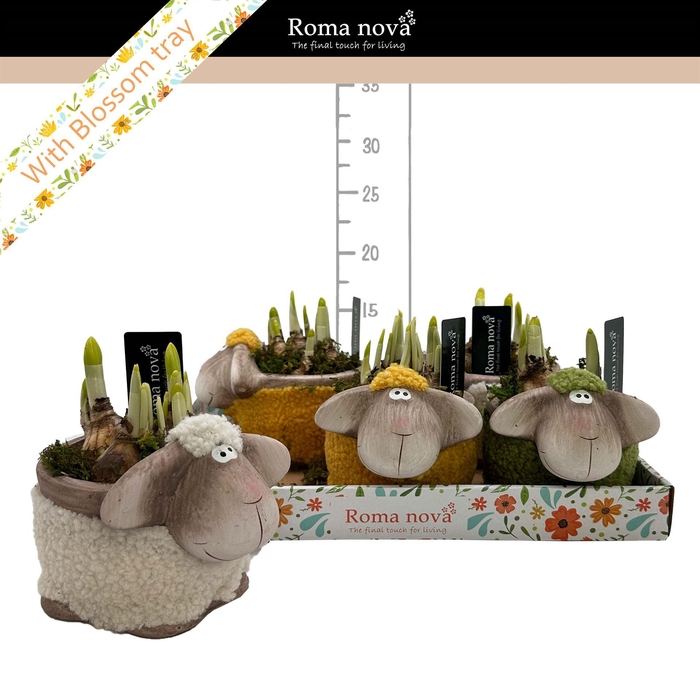 <h4>Arr. Narcissus</h4>