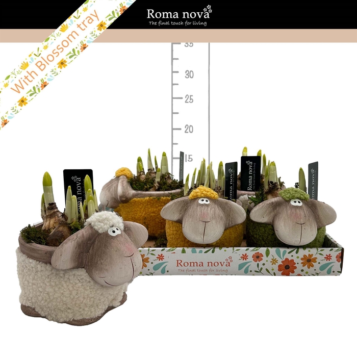 <h4>Arr. Narcissus</h4>