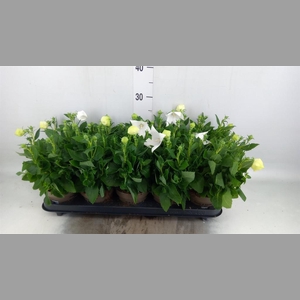 Platycodon grand. 'Astra White'