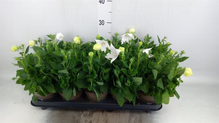 <h4>Platycodon grand. 'Astra White'</h4>