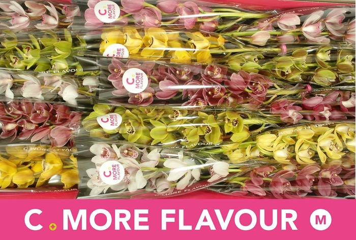 <h4>Cymb Mi Gem</h4>