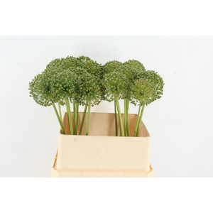 ALLIUM ZAADBOLLEN