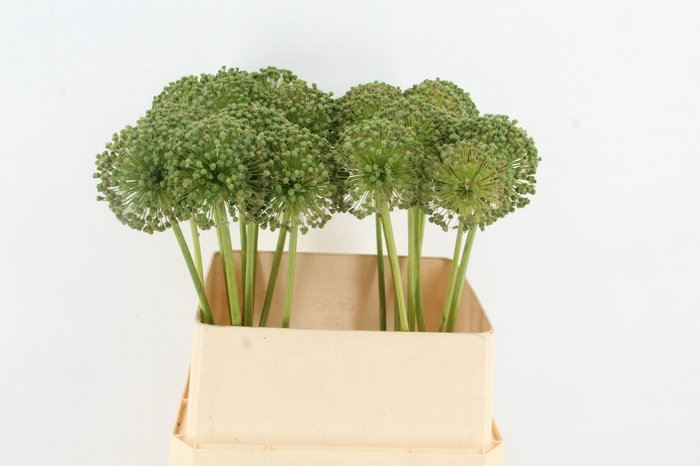 <h4>ALLIUM ZAADBOLLEN</h4>