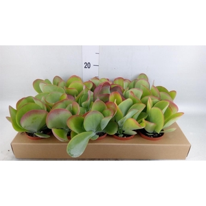 Kalanchoe NF thyrsiflora