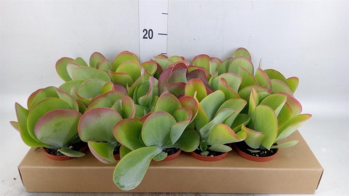 <h4>Kalanchoe NF thyrsiflora</h4>