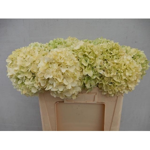 HORT PANICULATA LIMELIGHT HYDR PA L
