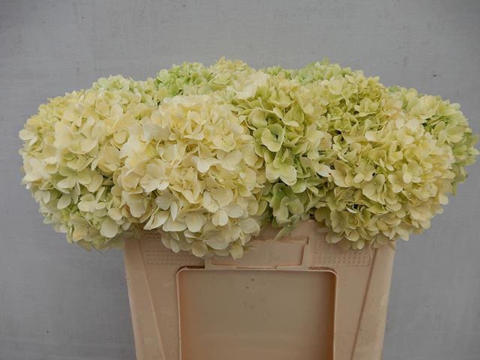 <h4>HORT PANICULATA LIMELIGHT HYDR PA L</h4>