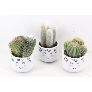 arr3 UB - Ker. family cactus